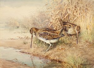 Snipe